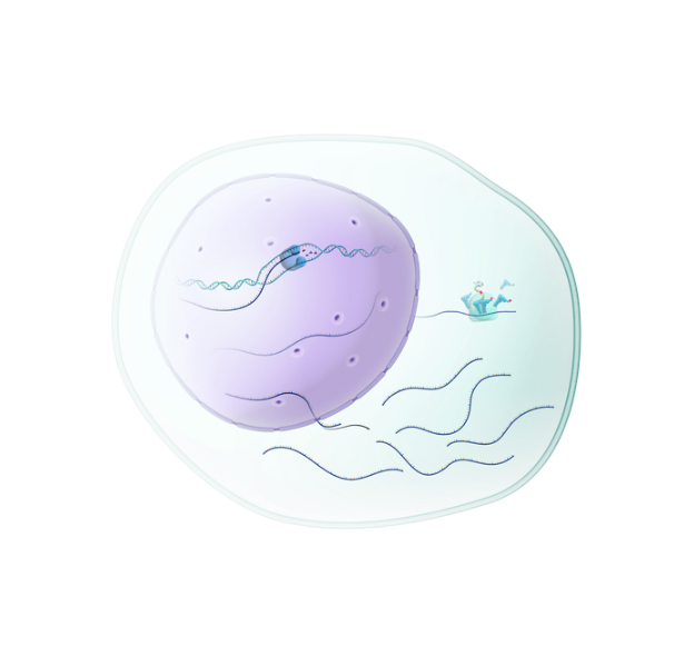 Helps Regulate Gene Expression in skin