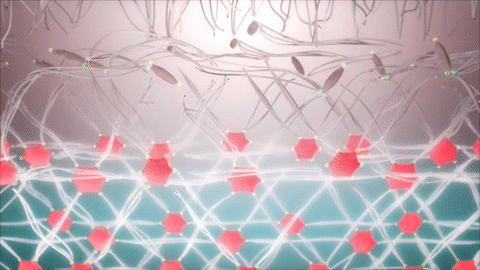 Stimulates the production of collagen